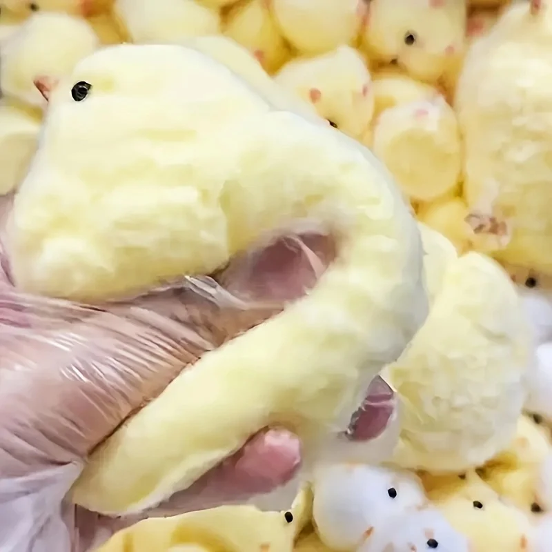 1Pc Yellow Chick Squishy Squee - Kids Toys Entertainer review and price